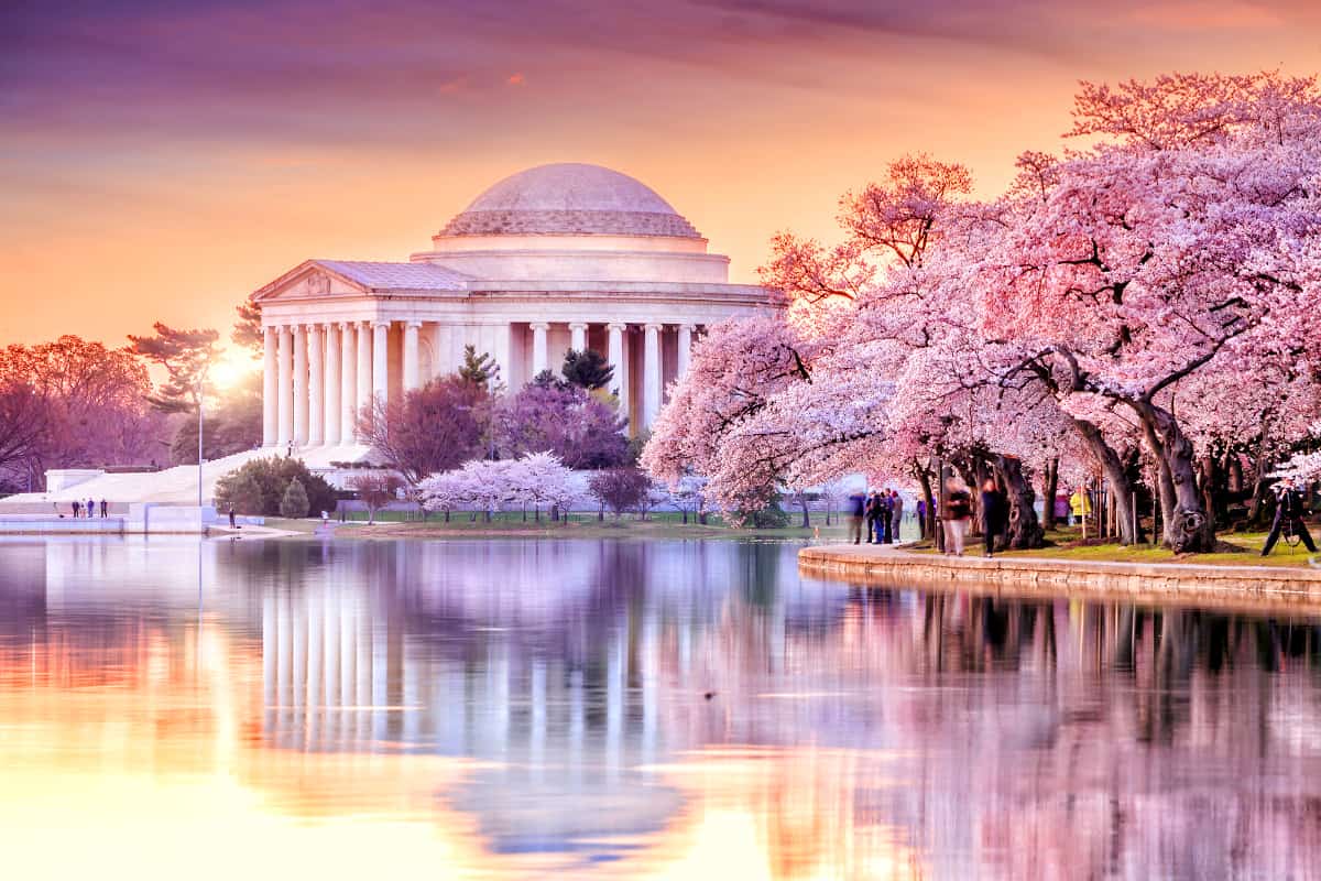 Washington DC Cherry Blossom Festival Multiday Experience