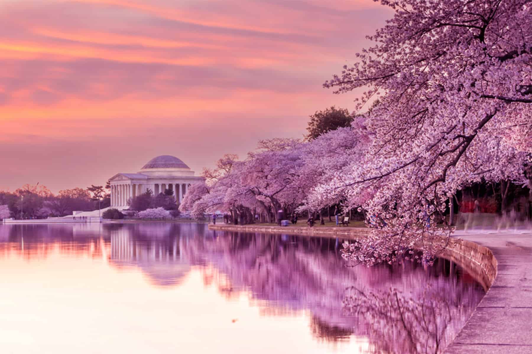 The Top Five Activities to Level Up Your Spring Travel in Washington DC