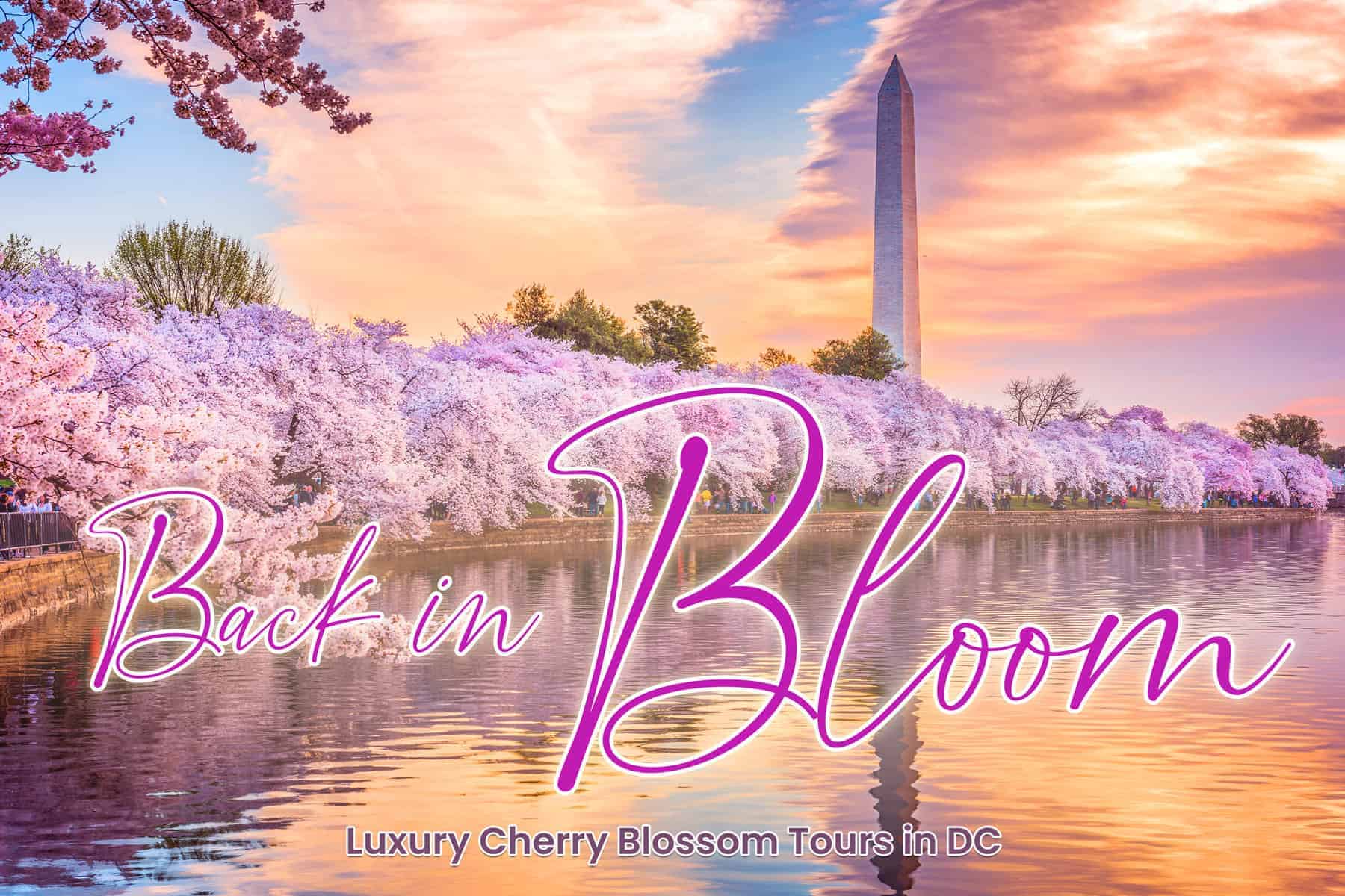 [Press Release] Beyond Times Square Launches “Back in Bloom” DC Travel Experiences for Cherry Blossom Season 2023