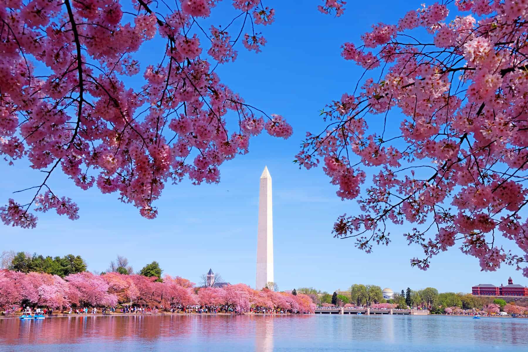 Best Places to See Cherry Blossoms in DC and Unique Ways to See Them