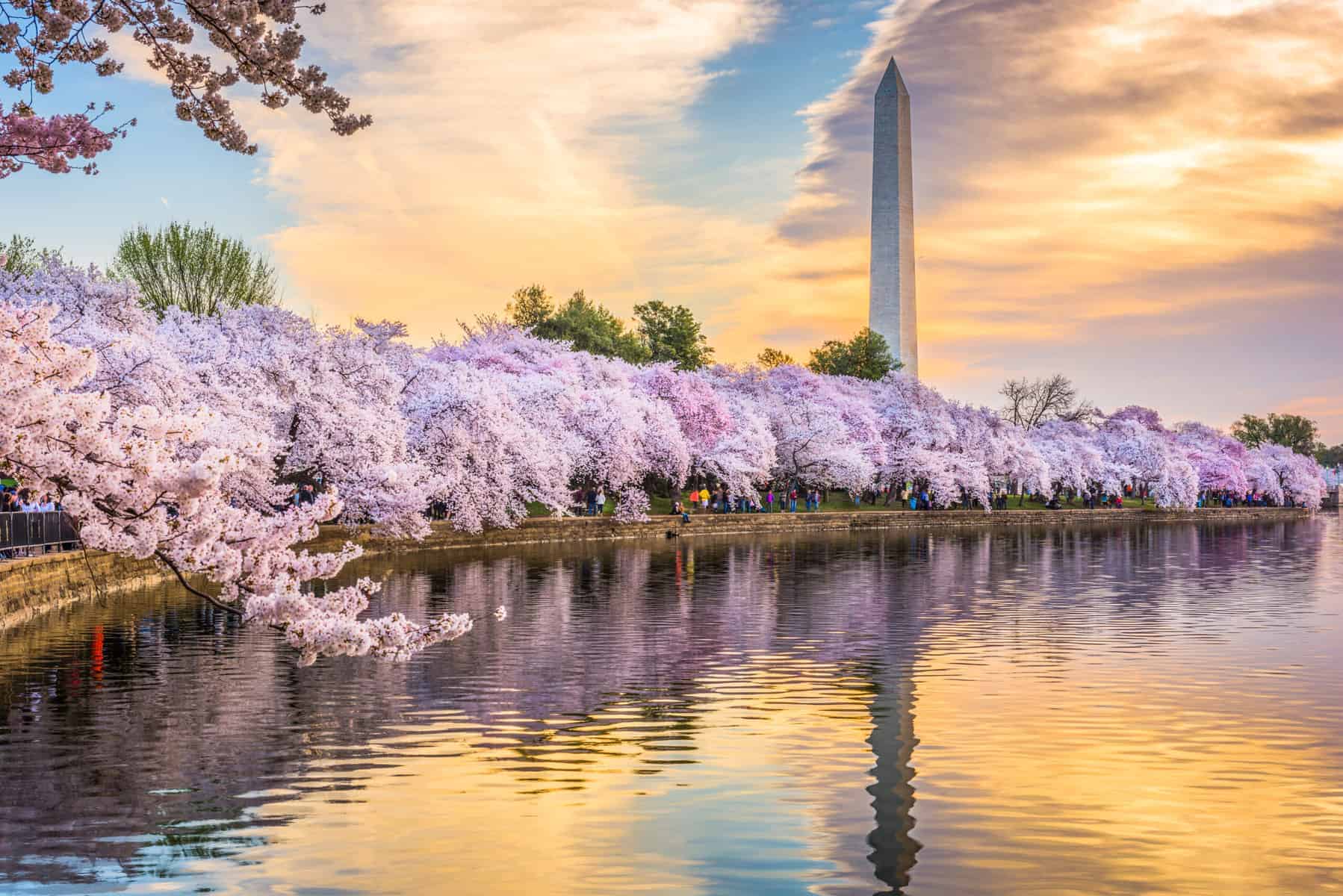 [Press Release] Washington DC Cherry Blossom Festival Limo Pedicab Tour